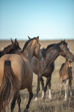 caballos salvajes juntos