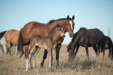 Obraz premium Potrillo joven con su madre en campo natural