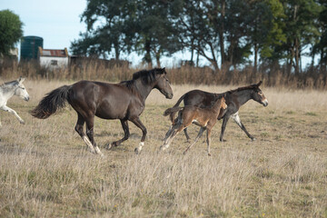 Fototapeta premium familia de caballso corriendo