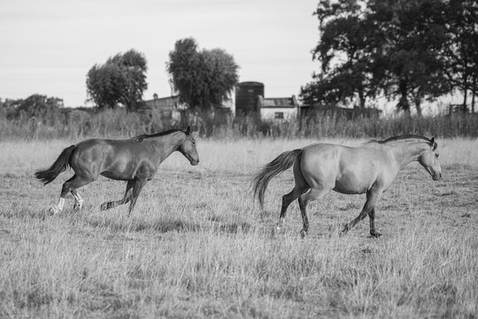 caballos salvajes corriendo