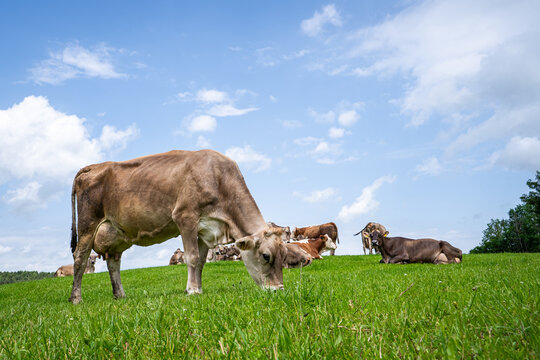 H&uuml;bsche Braunvieh - Kuh  grast auf einer Wiese im Allg&auml;u, Kuh-Portr&auml;t