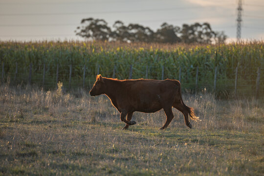 ternero en el campo corriendo al atardecer