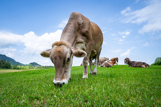 H&uuml;bsche Braunvieh - Kuh auf einer Wiese im Allg&auml;u, Kuh-Portr&auml;t