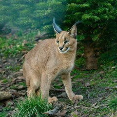 Obraz premium Caracal