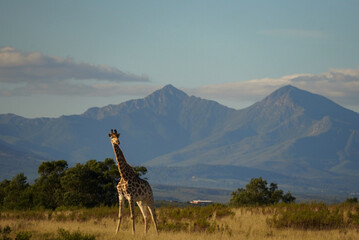 Giraffe standing in grassland with mountains, Gondwana Game Reserve, South Africa © Andrew