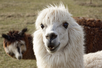 Fototapeta premium Close up Portrait of White Alpaca Head. Detailed close-up portrait of an adorable white alpaca on a foggy Bavarian farm pasture looking forward with big dark eyes and soft fluffy fleece.