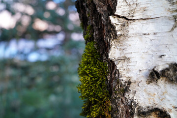 Obraz premium Close-up of white birch tree bark with green moss and blurred forest background bokeh