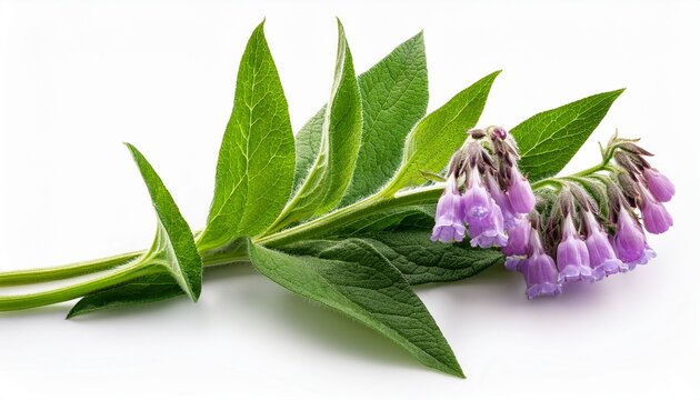 The Common Comfrey Symphytum Officinale Herb Isolated On A White Background