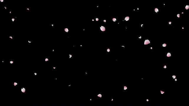 Sakura flower petals falling slowly overlay on black background for romantic scene animation. 