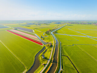 Naklejka premium Aerial view of vibrant tulip fields in the Netherlands at sunrise. Natural landscape. Traditional Dutch windmill stands by a calm canal. Symmetrical rows on the field.