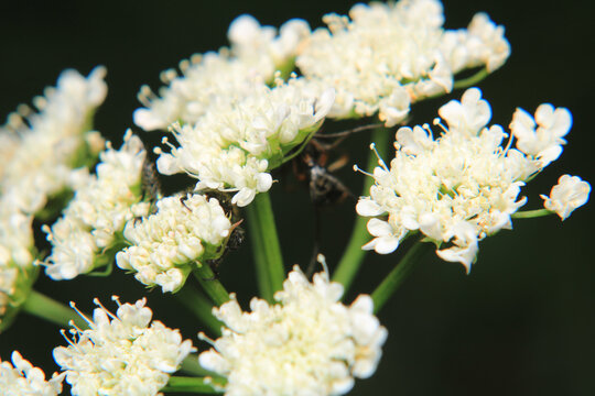 natural white cnidium monnieri flower photo	