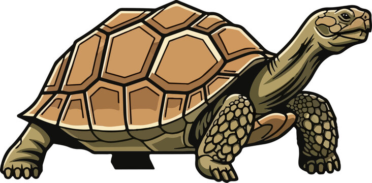 Detailed illustration of a desert tortoise walking slowly 1.