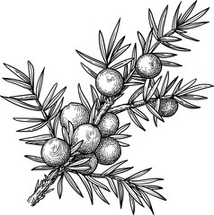 Juniper branch with berries and needles. Isolated ink sketch. Hand-drawn vintage engraving illustration. © alhontess