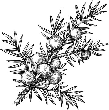 Juniper branch with berries and needles. Isolated ink sketch. Hand-drawn vintage engraving illustration.