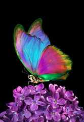Fototapeta premium Brightly colored morpho butterfly on purple lilac flowers in water drops.