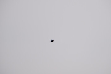 Obraz premium A bird is flying in the sky above a white background