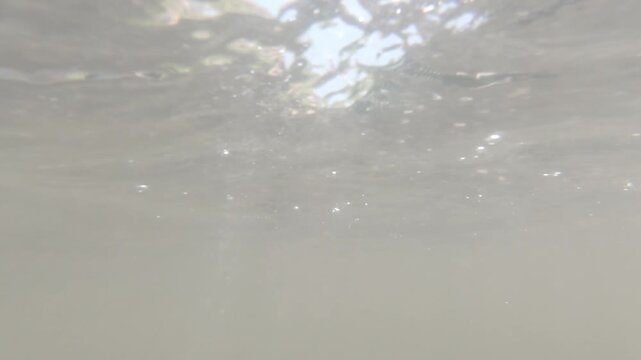 An immersive underwater perspective looking up at the surface of a shallow river. The camera captures the sandy bottom, flowing current, and glimpses of the rocky shore above.

