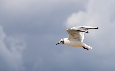 Fototapeta premium Flying seagull in summer in France