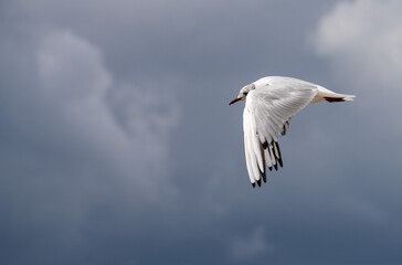 Obraz premium Flying seagull in summer in France