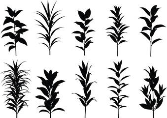 Obraz premium Collection of various plant silhouettes on white background