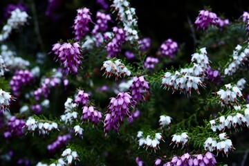 Obraz premium Bruyère d’hiver rose et blanche – Erica carnea 