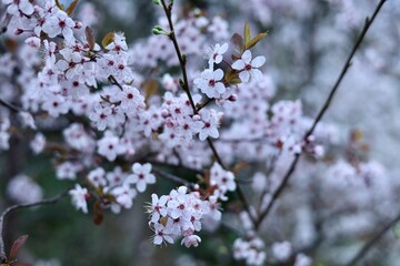 Obraz premium Fleurs de cerisier japonais en floraison – Prunus serrulata