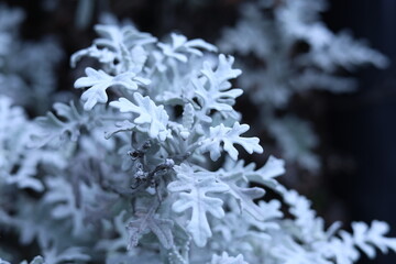 Feuillage argenté décoratif – Jacobaea maritima © Bovek Photography