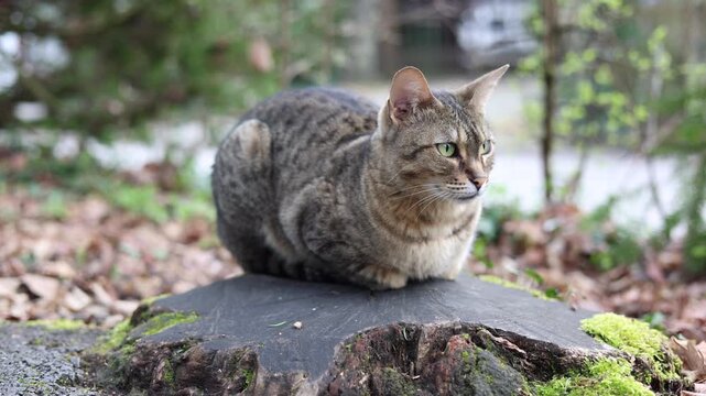 Chat domestique assis sur une souche d&rsquo;arbre dans la nature - vid&eacute;o 4K