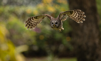 Fototapeta premium A barred owl in Florida 