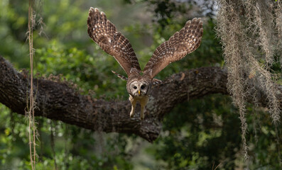 Fototapeta premium A barred owl in Florida 