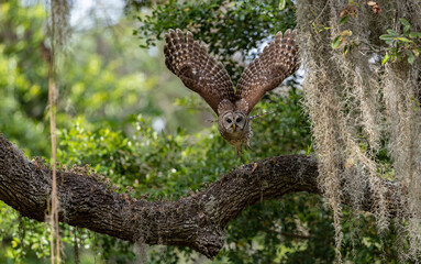 Obraz premium A barred owl in Florida 