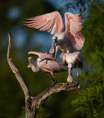 Roseate Spoonbill in Central Florida 
