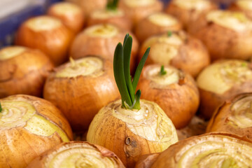 Bright green onion shoots rise confidently from fresh, earthy bulbs, showcasing nature's growth in...