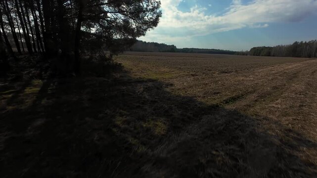 Agricultural field with plowed rows and pine forest border