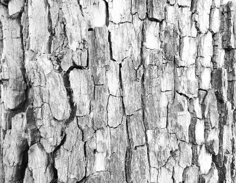 Close-up of the bark of the Tipuana tree, native to Argentina, in black and white