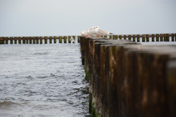 Mewy na falochronach ostrogach brzegowych nad morzem widoczne fale i morze © Marek