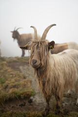 Curious alpine goat with long hair looking directly at camera in misty mountain fog, Switzerland