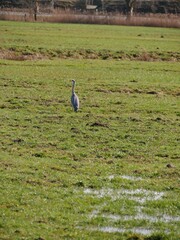 Fototapeta premium Graureiher auf Wiese