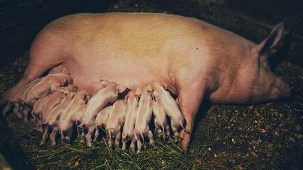 Piglets suckling from mother pig lying on hay and dirt in barn © Довидович Михаил
