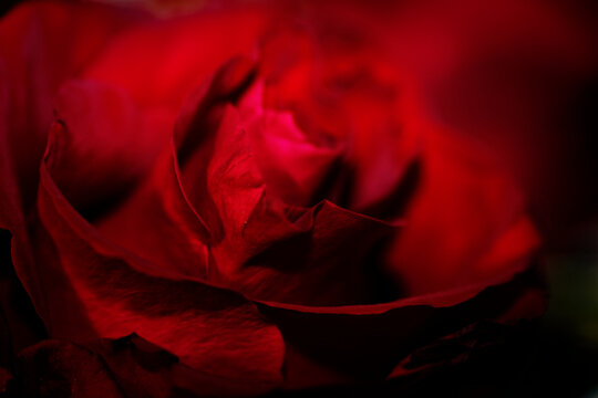 Macro Close Up of Red Rose Petals with Water Droplets. A stunning high-resolution macro shot of a deep red rose with fresh morning dew droplets on velvet petals against a dark background.