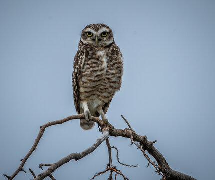 lechicita vizcachera , athene cunicularia , buho terrestre , lechuza de los arenales .vive en paisajes abiertos  como pastizales , activas durante el dia , de patas largas y ojos amarillos 