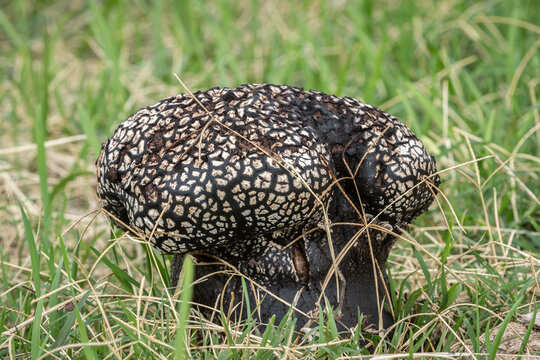 un hongo , pie de muerto o pisolithus arhizus , capa exterior oscura y agietada parece carbonizada , 