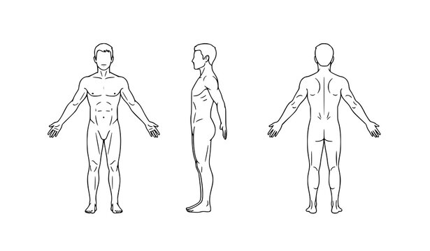 Human male body outline front side and back view standing anatomy diagram vector set