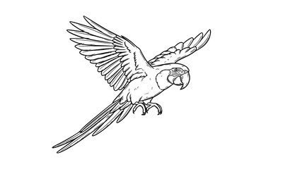Realistic parrot outline doodle tropical bird hand drawn feather vector illustration © Rimu