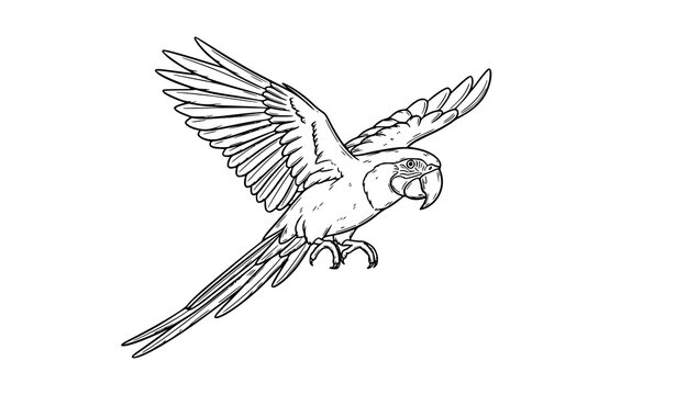 Realistic parrot outline doodle tropical bird hand drawn feather vector illustration