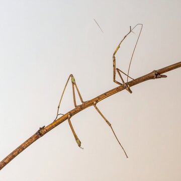 Stick Insect Blending Seamlessly with Branch in Natural Habitat.