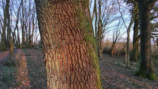 Drone Flying Up Along Large Tree Trunk With Sunset Light on Bark