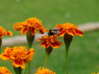 Bumblebee collecting nectar on orange French marigold flowers. © Hakhi