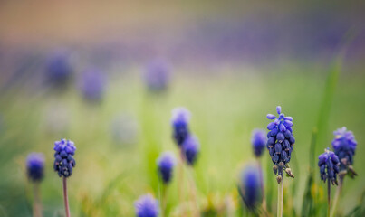 Obraz premium Purple Grape Hyacinth Flowers in a Spring Field