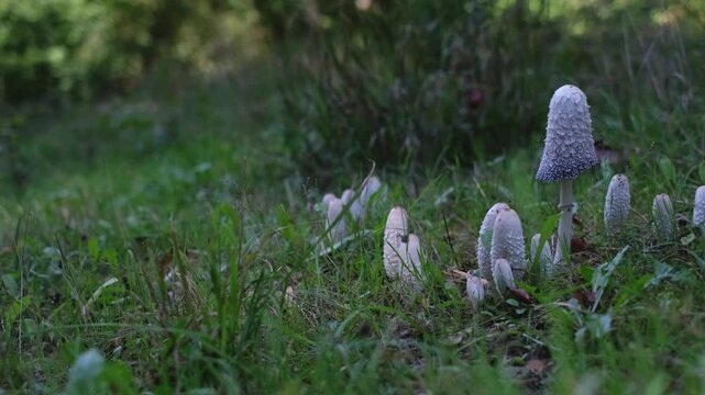 Shaggy ink cap or lawyer's wig (Coprinus comatus) mushrooms growing in green grass. Close-up panning view of mushrooms colony with specimens of different ages. Forest scenery from Thuringia, Germany.